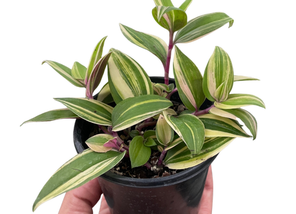 Tradescantia 'Tricolor'
