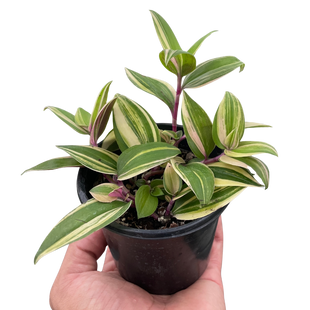 Tradescantia 'Tricolor'