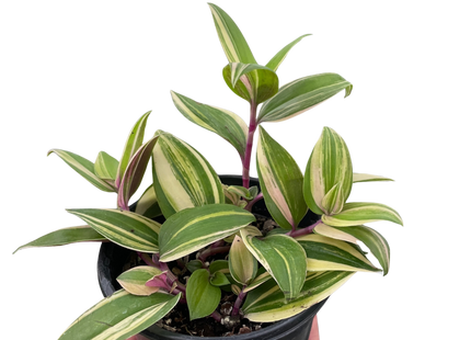 Tradescantia 'Tricolor'