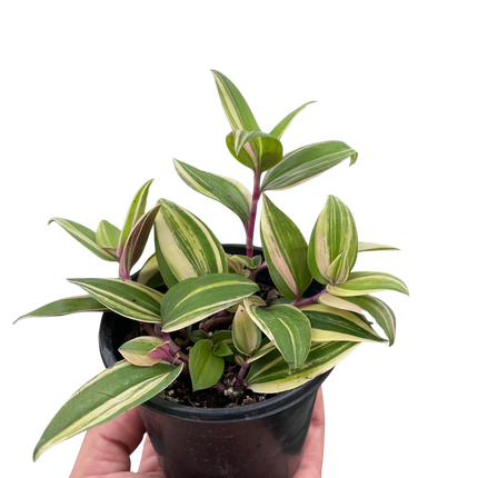 Tradescantia 'Tricolor'