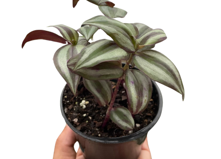 Tradescantia Zebrina 'Wandering Dude'