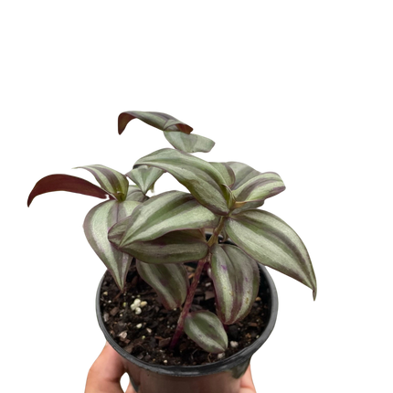 Tradescantia Zebrina 'Wandering Dude'
