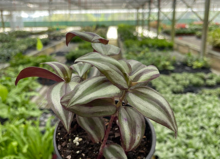 Tradescantia Zebrina 'Wandering Dude'