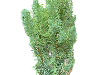 Blue Pine Trees
