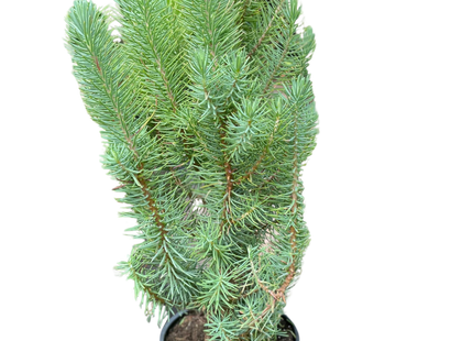 Blue Pine Trees