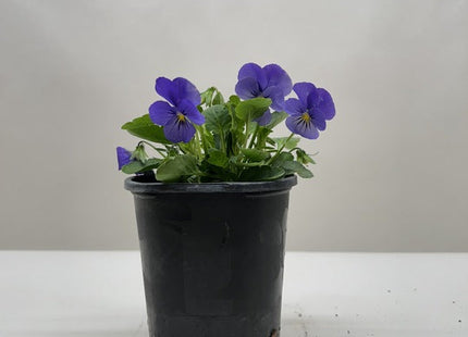 Viola