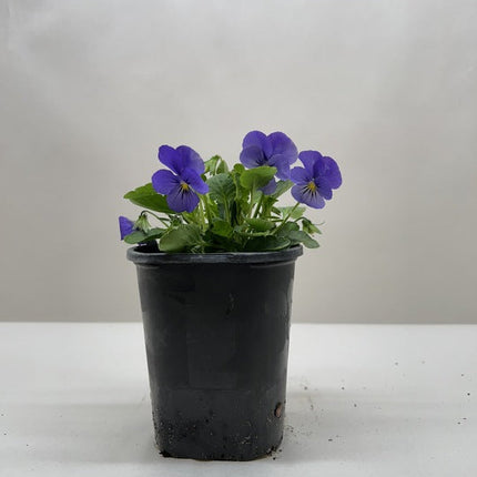 Viola