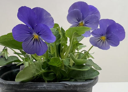 Viola