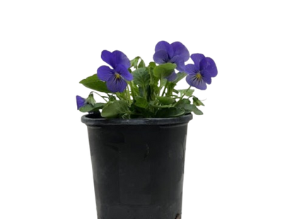 Viola