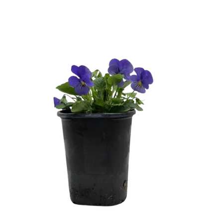 Viola