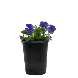 Viola
