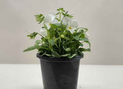 Viola