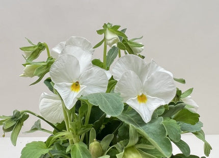 Viola