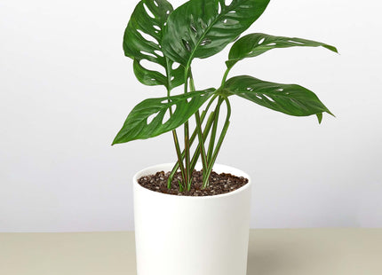 Monstera Adansonii 'Swiss Cheese'