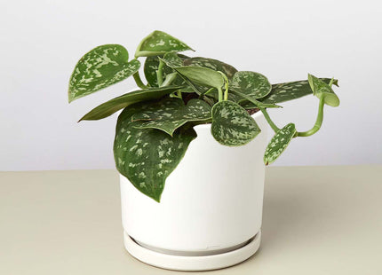 Pothos 'Satin'