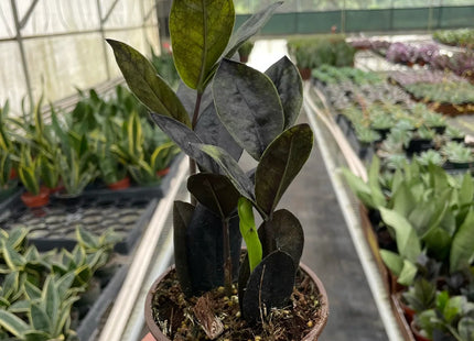 ZZ Zamioculcas 'Black Queen'