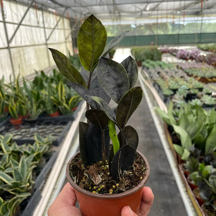 ZZ Zamioculcas 'Black Queen'