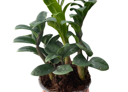 Zamioculcas zamiifolia 'Zenzi'