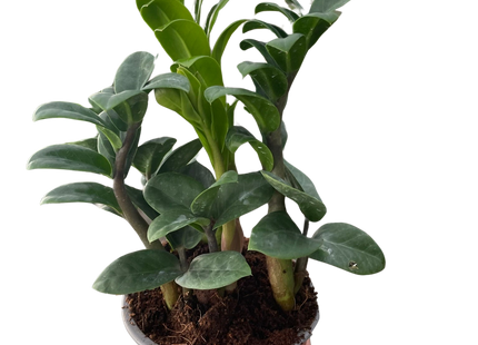 Zamioculcas zamiifolia 'Zenzi'