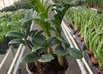 Zamioculcas zamiifolia 'Zenzi'