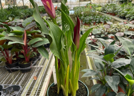 Calla Lily