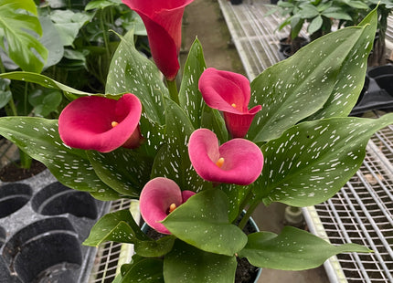 Calla Lily