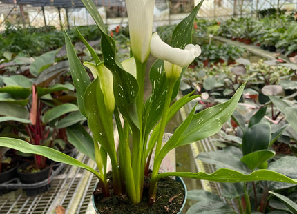 Calla Lily