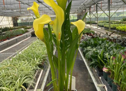 Calla Lily