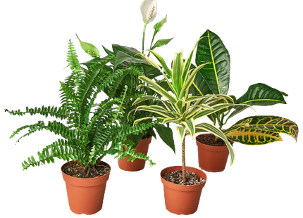 Air Purifying Variety Bundle