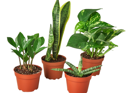 Easy Care Variety Bundle