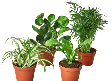 Pet Friendly Variety Bundle
