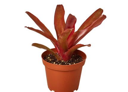 Bromeliad 'Fireball'