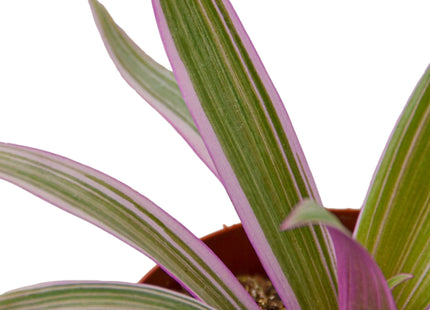 Oyster Plant 'Moses in the Cradle'