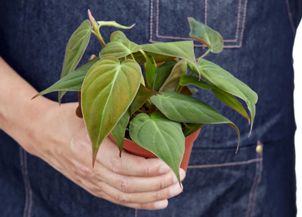 Philodendron 'Velvet'