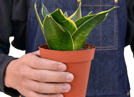 Snake Plant Emerald Star