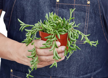Succulent 'String of Bananas'