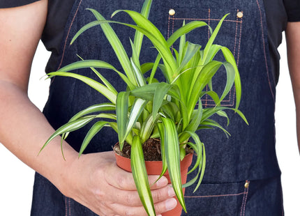Spider Plant Hawaiian