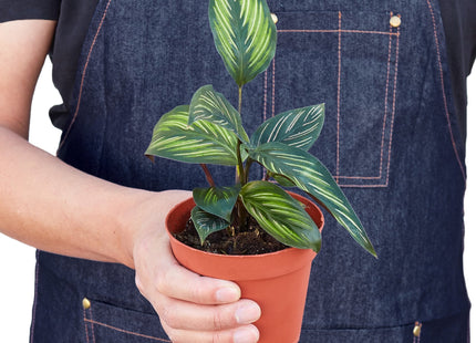 Calathea 'Beauty Star'