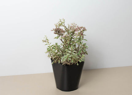 Sedum Tricolor