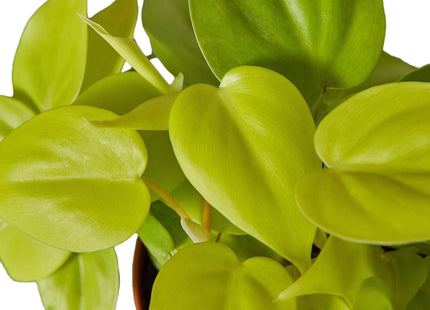 Philodendron 'Neon'