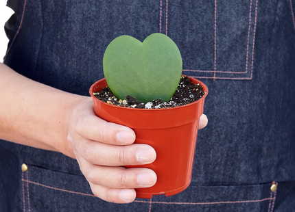 Hoya Sweetheart