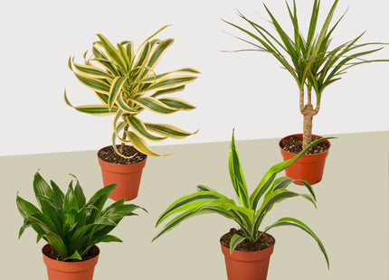 4 Different Dracaenas Variety Pack - Live House Plant - 4" Pot