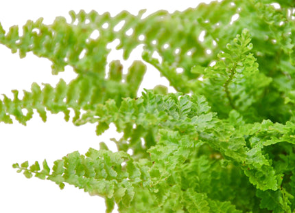 Cotton Candy Fern