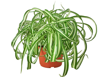 Spider Plant 'Bonnie'