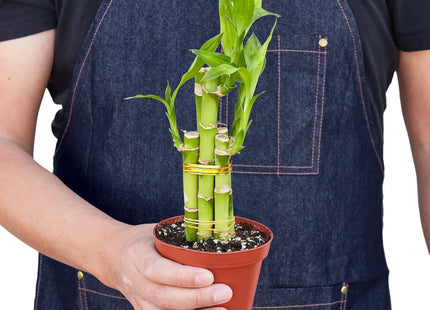 Dracaena 'Lucky Bamboo'