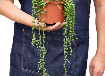 Succulent 'String of Pearls'
