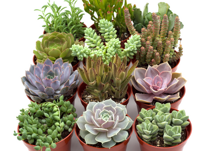 Assorted Succulent Variety