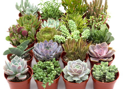 Assorted Succulent Variety