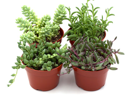 Trailing Succulents