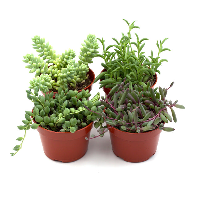 Trailing Succulents